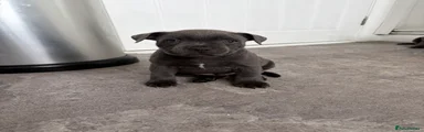 Staffordshire Bull Terrier Puppy 1