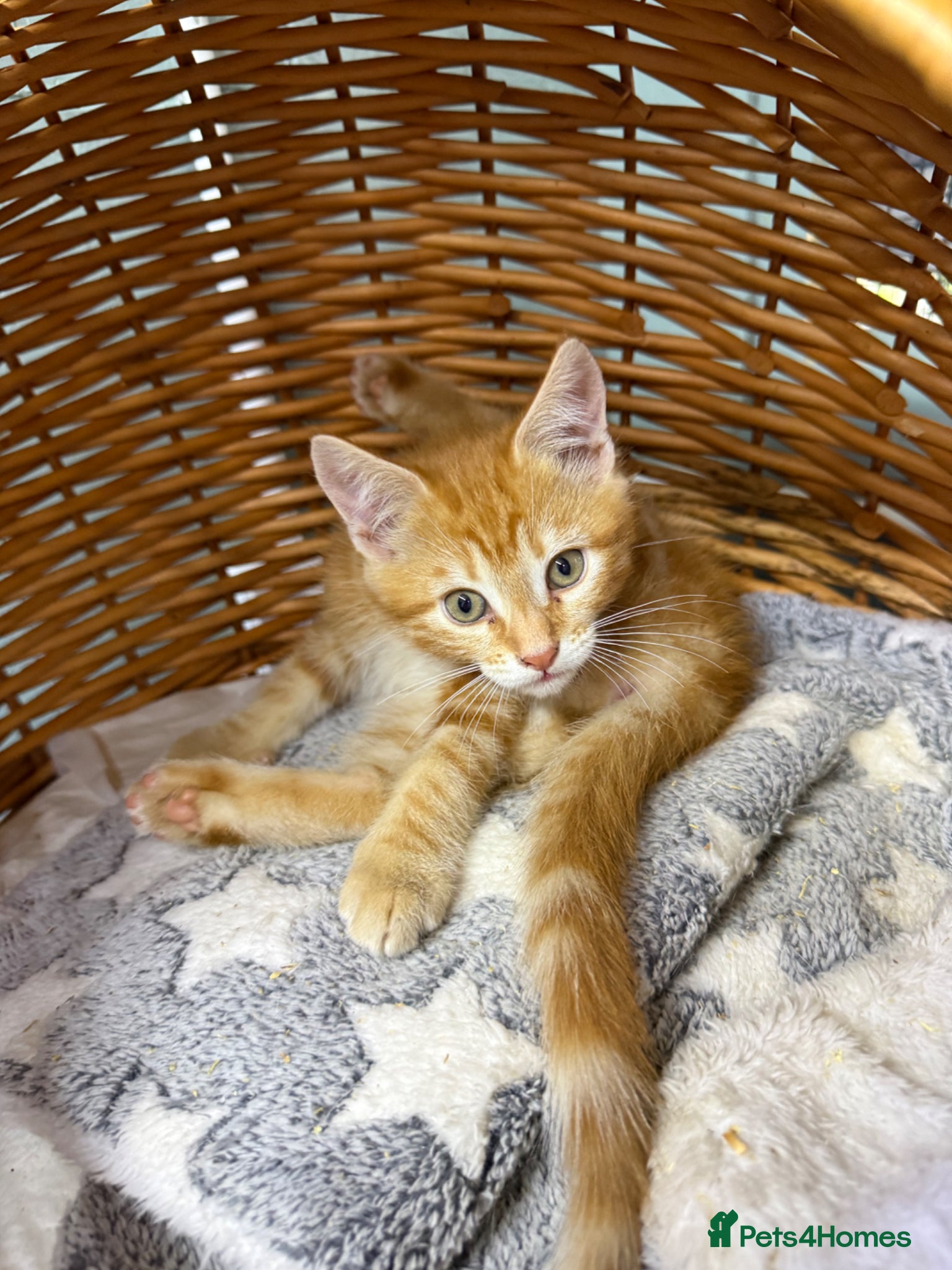 Mixed Breed cats Mainecoon x  - Advert 6