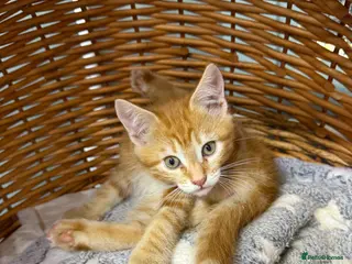 Mixed Breed cats Mainecoon x - Advert 1