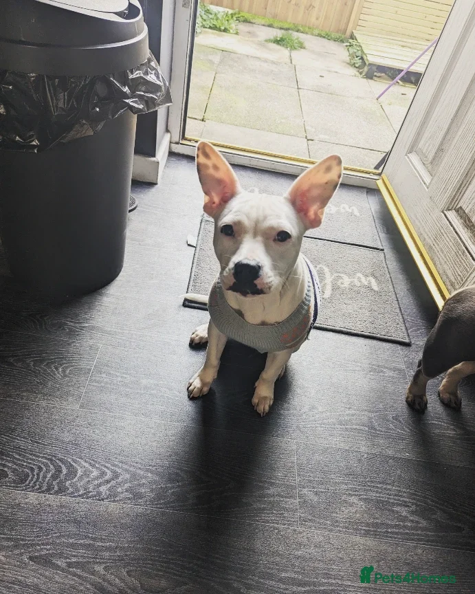 Mixed Breed dogs Bella needs a loving home  - Advert 6