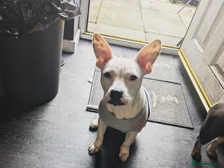 Mixed Breed dogs Bella needs a loving home - Advert 1