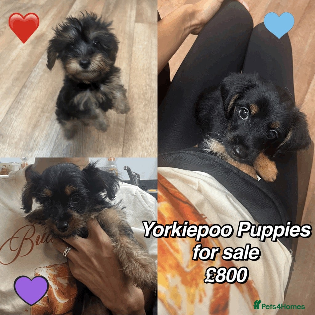 Mixed Breed dogs YorkiePoo Puppies For Sale - Advert 1