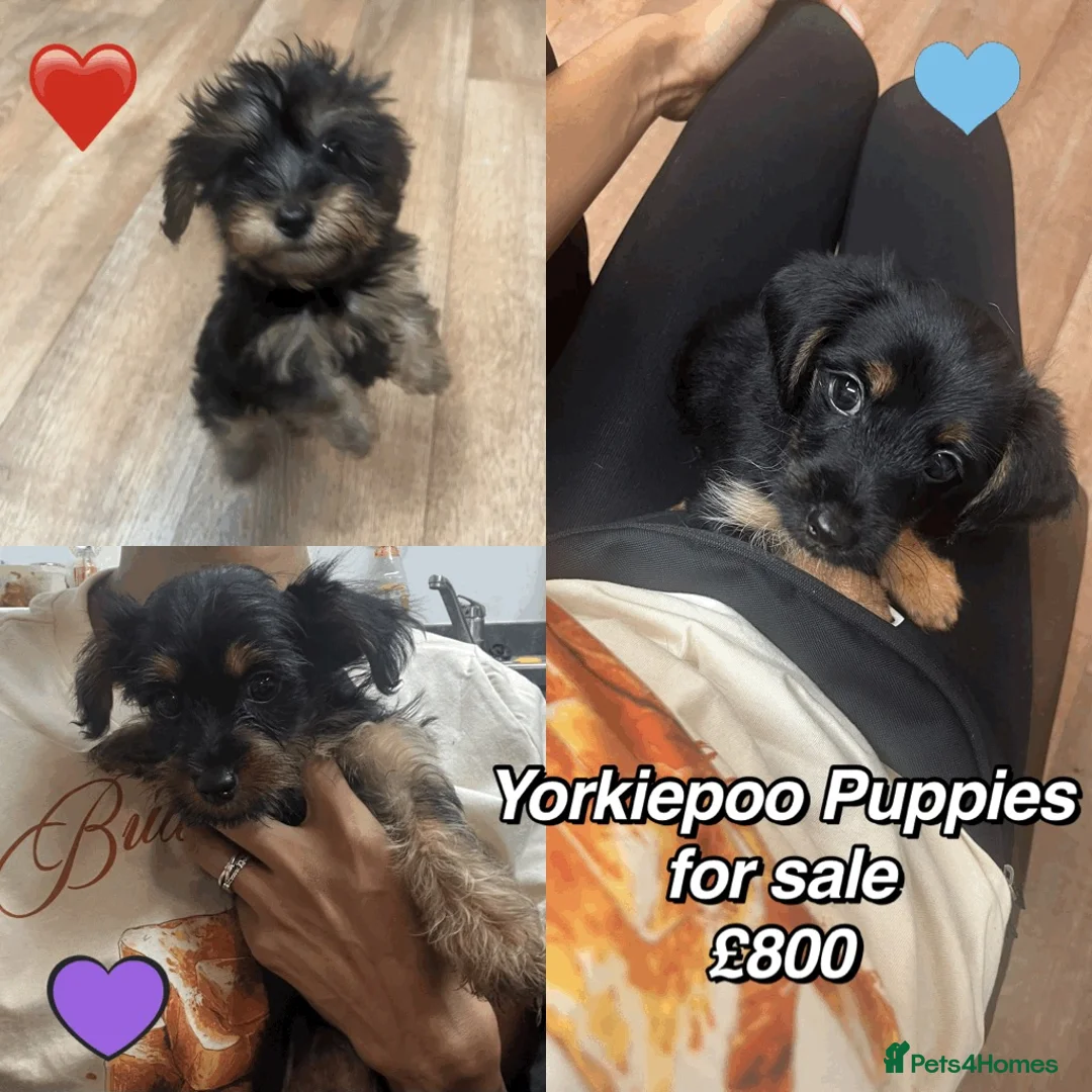 Mixed Breed dogs for sale: YorkiePoo Puppies For Sale - Advert 1
