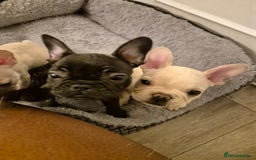French Bulldog dogs for sale: Beautiful frenchie puppies looking to be homed  - Image 11