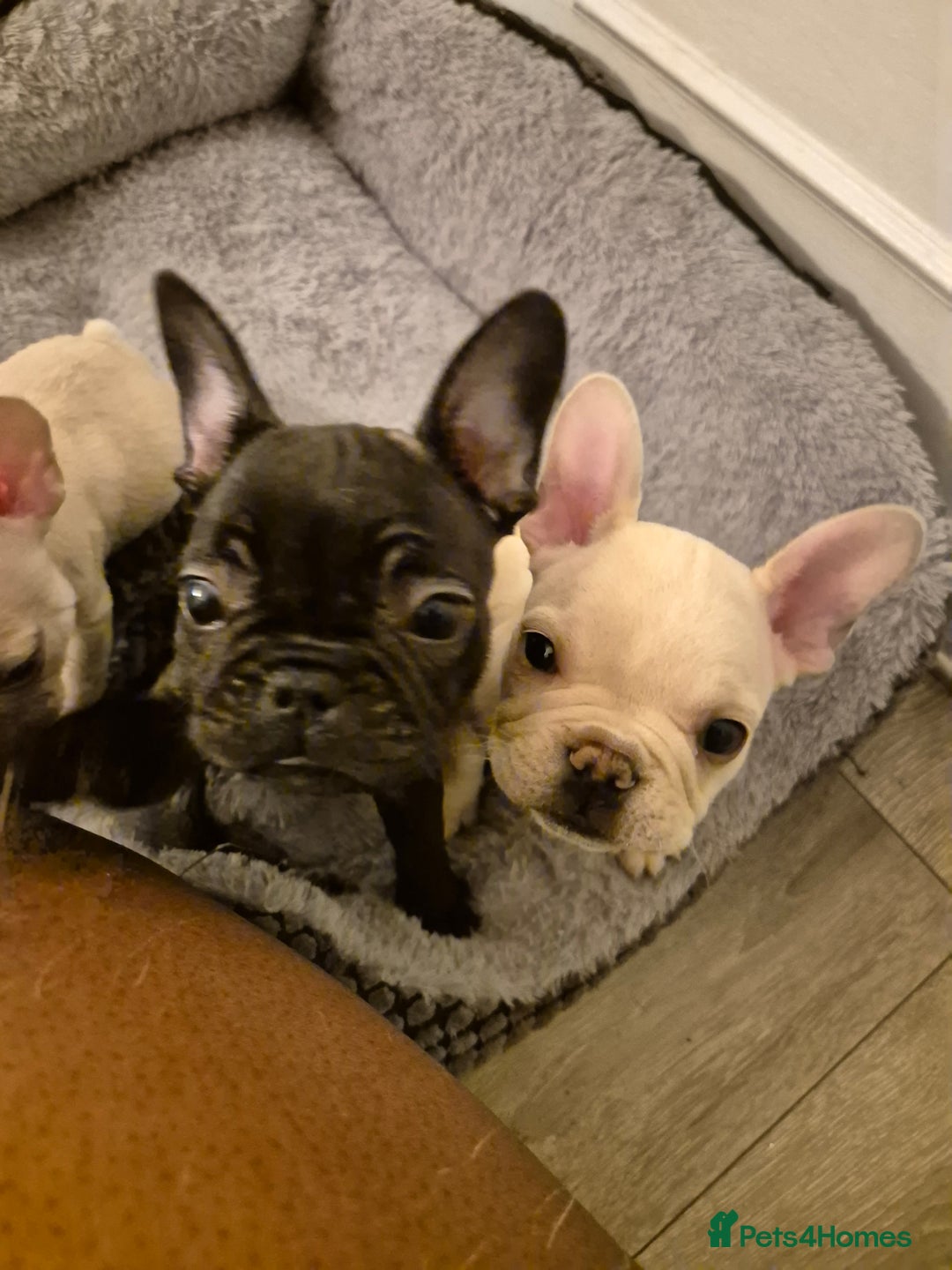 French Bulldog dogs for sale: Beautiful frenchie puppies looking to be homed  - Image 11