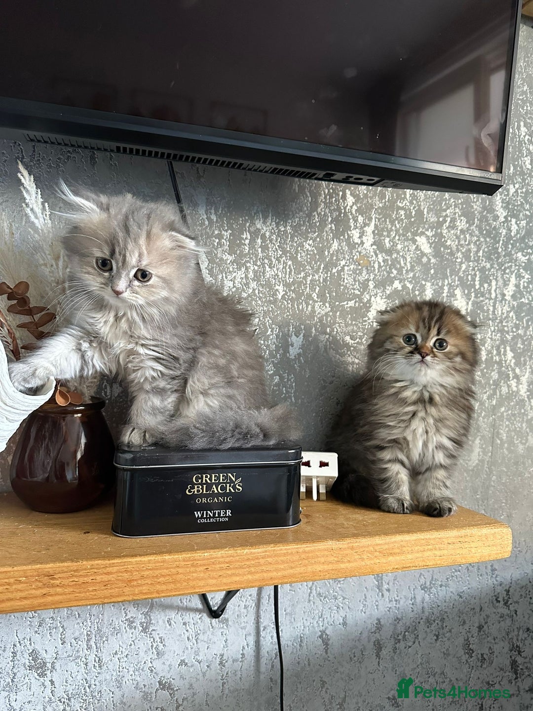 Scottish Fold cats for sale: Scottish Fold Long Hair Kittens/ 2 female 2 boy - Image 16