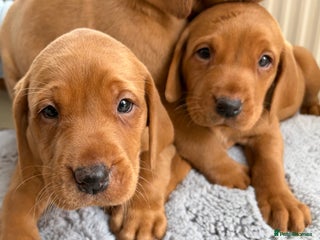 Labrador Retriever dogs - Advert 2