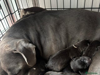 Mixed Breed dogs Cane corso hybrid Akita’s - Advert 4