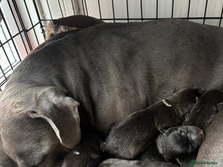 Mixed Breed dogs Cane corso hybrid Akita’s - Advert 17