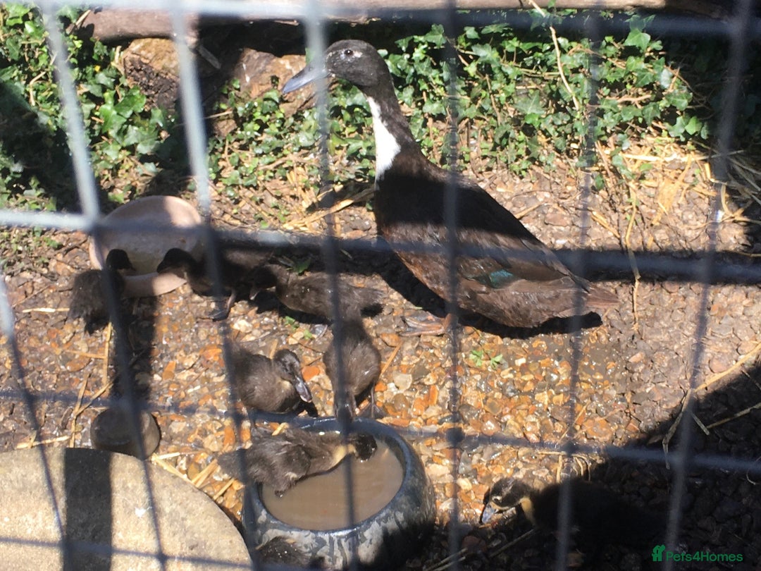 Ducks poultry for sale: Dutch Hookbill ducklings - Image 8