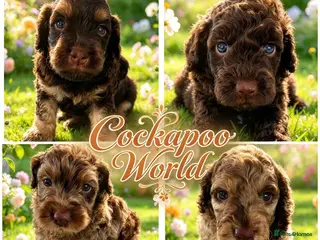 Cockapoo dogs DNA CLEAR,beautiful Cockapoos, Ready 5th November - Advert 4