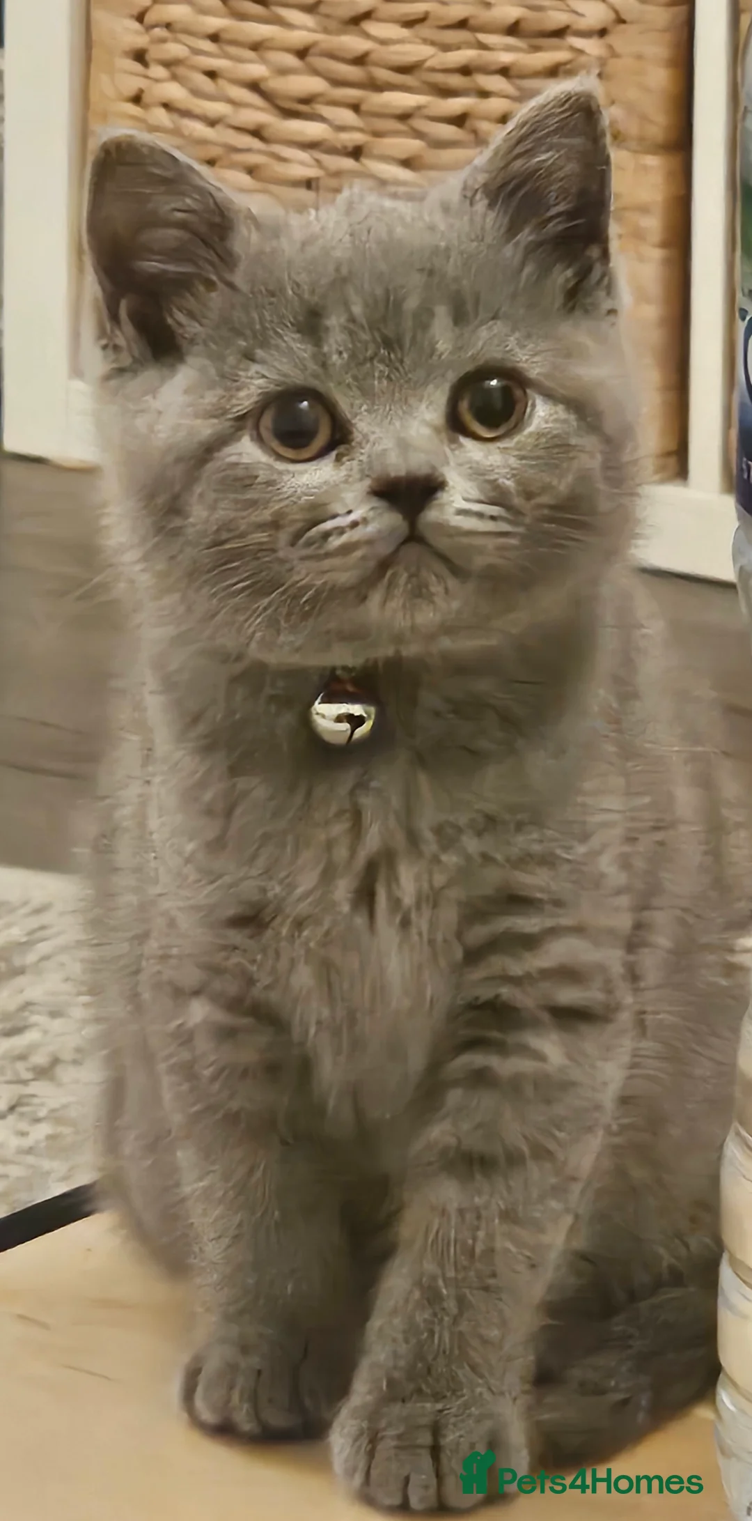 British Shorthair cats for sale: British Shorthair GCCF LAST kittens available - Advert 2