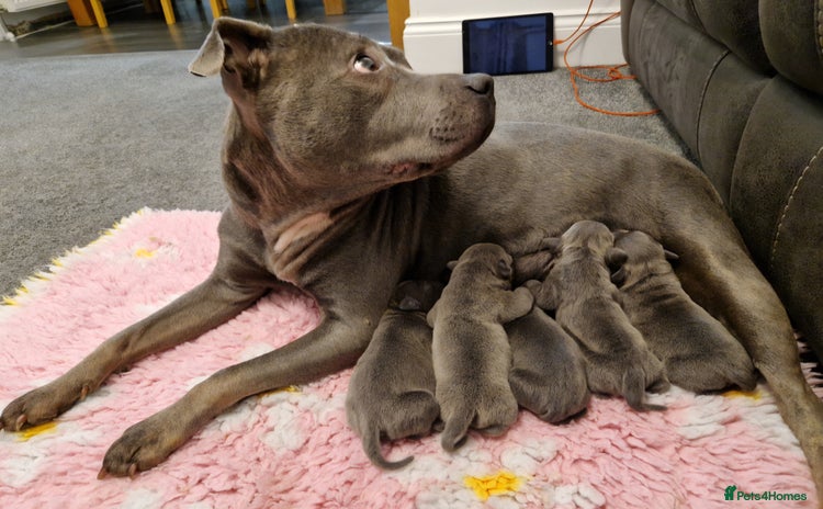 Staffordshire Bull Terrier dogs Staffordshire Bull Terrier  - Advert 1