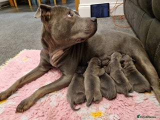 Staffordshire Bull Terrier dogs Staffordshire Bull Terrier - Advert 1