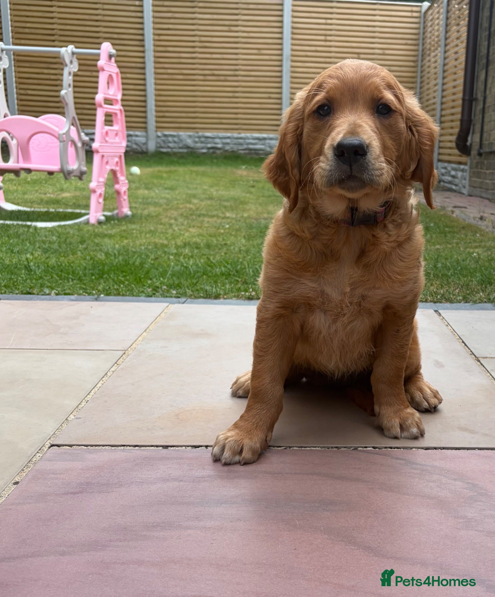Golden Retriever dogs Ready Now 😊 gorgeous golden retriever puppies  - Advert 9