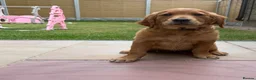 Golden Retriever dogs for sale: Ready Now 😊 gorgeous golden retriever puppies  - Advert 1