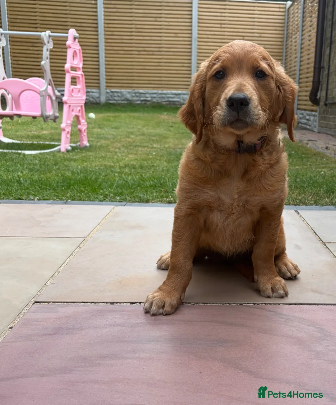 Golden Retriever dogs for sale: Ready Now 😊 gorgeous golden retriever puppies  - Advert 1