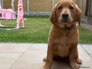 Golden Retriever dogs Ready Now 😊 gorgeous golden retriever puppies - Advert 9