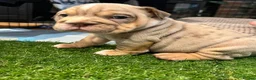 English Bulldog dogs for sale: BEAUTIFUL ENGLISH BULLDOGS  - Advert 26