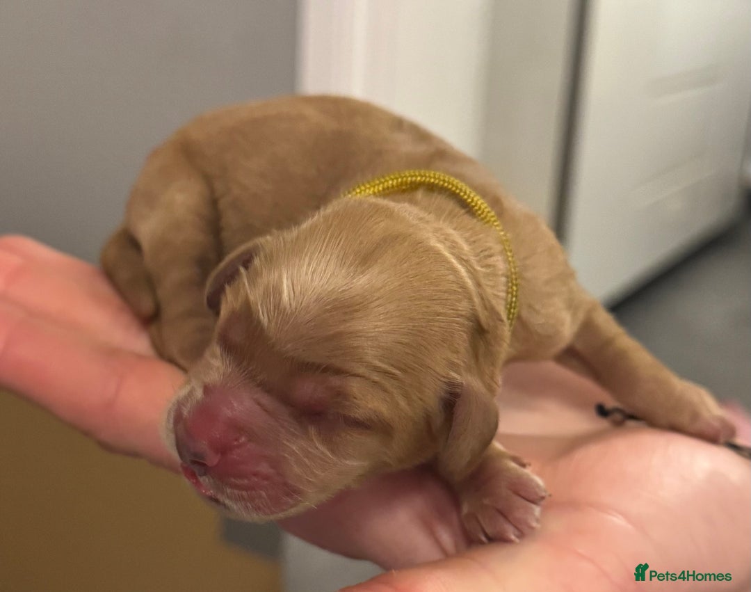 Cockapoo dogs for sale: Cockapoo Litter Due 25th January  - Advert 10