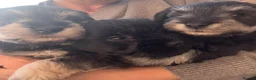 Miniature Schnauzer dogs for sale: Miniature schnauzers in Newark - Advert 5