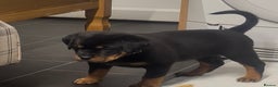 Rottweiler dogs for sale:  adorable Rottweiler puppy - Advert 3