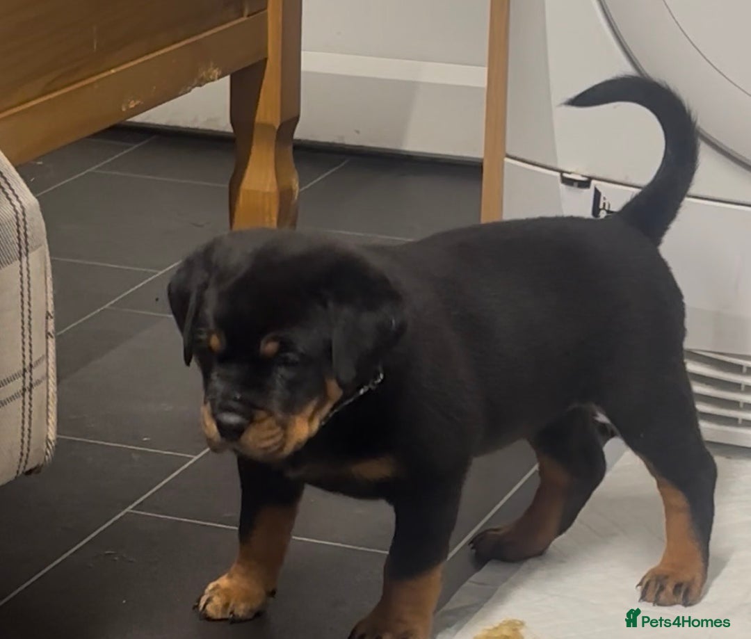 Rottweiler dogs for sale:  adorable Rottweiler puppy - Advert 3