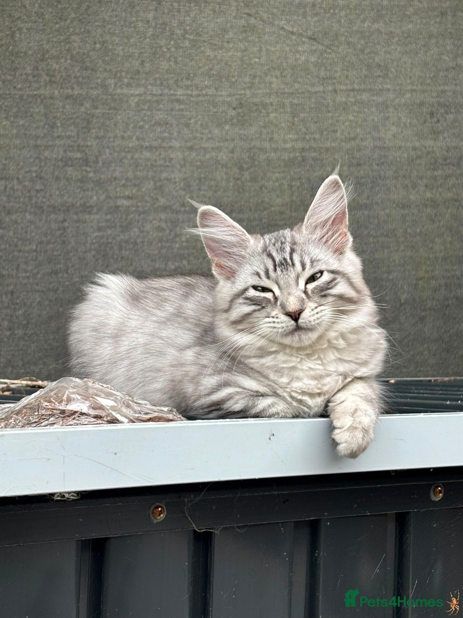 Maine Coon cats 1 girl 1 boy left due to timewaister - Advert 17