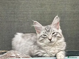 Maine Coon cats 1 girl 1 boy left due to timewaister - Advert 17