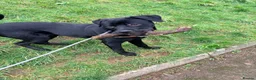 Mixed Breed dogs for sale: Rottie x corso - Advert 2