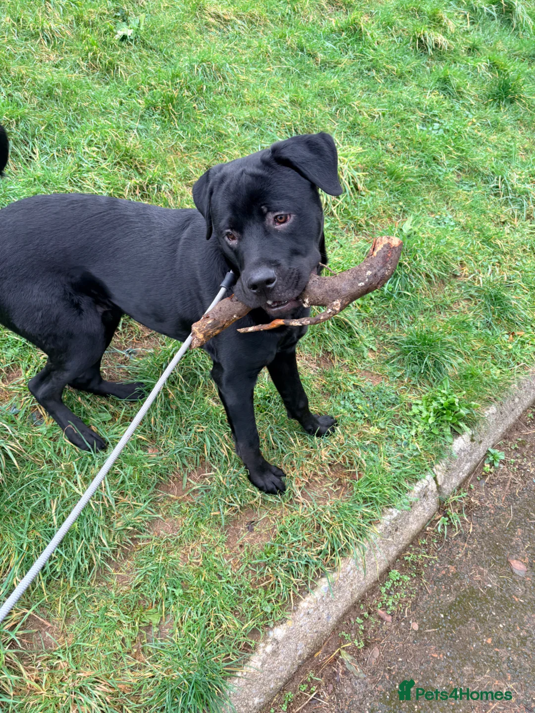 Mixed Breed dogs for sale: Rottie x corso - Advert 2