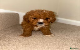 Cavapoo dogs for sale: Stunning F1b Deep Fox Red Toy cavapoos - Image 13