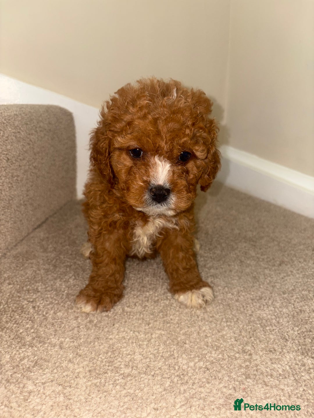Cavapoo dogs for sale: Stunning F1b Deep Fox Red Toy cavapoos - Image 13