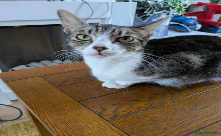 Domestic Shorthair cats - Advert 3