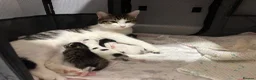 Domestic Shorthair cats for sale: 3 kittens for sale, 3 weeks old sex not confirmed  - Advert 9