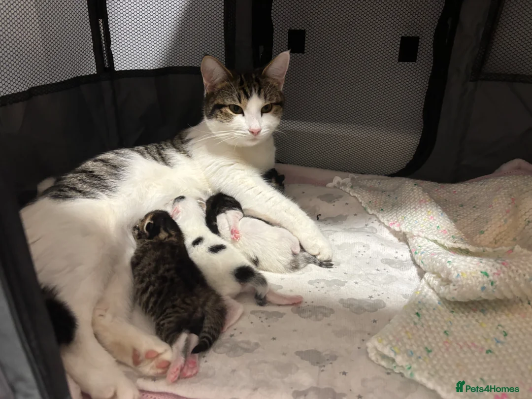 Domestic Shorthair cats for sale: 3 kittens for sale, 3 weeks old sex not confirmed  - Advert 9