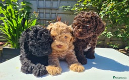 Toy Poodle dogs for stud: PRA Clear,Kc reg,proven toy poodle in Manchester - Image 21