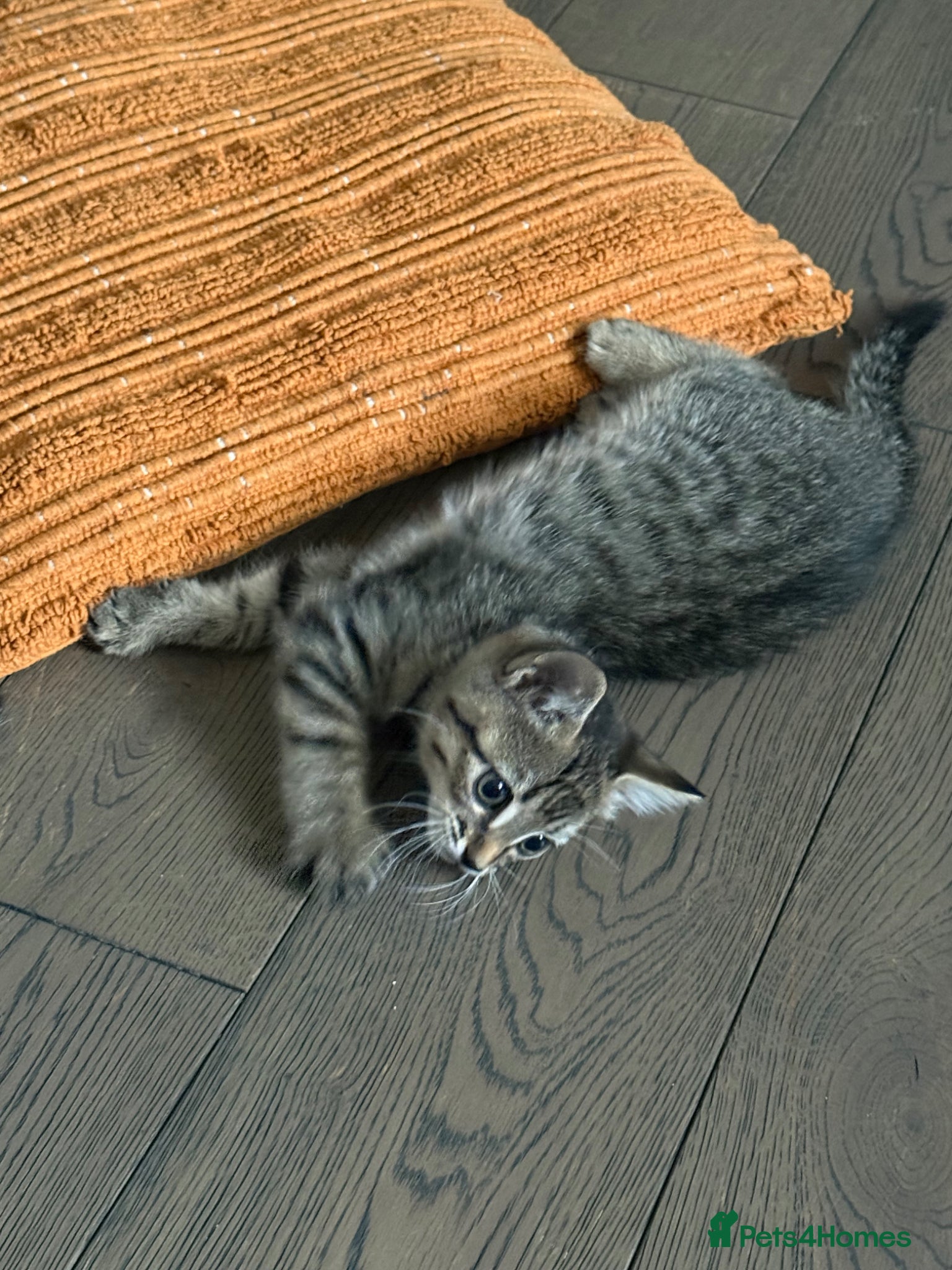 Mixed Breed cats 1 Gorgeous Tabby Boy left 💙 - Advert 8