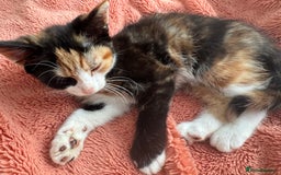Mixed Breed cats for sale: Kittens  - Image 2