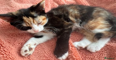 Mixed Breed cats - Advert 7