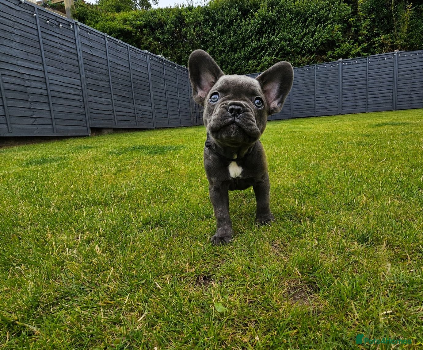French Bulldog dogs 5 boys and 1 girl left. KC French Bulldog Puppies - Advert 1