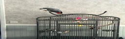 Parrots birds for sale: African grey parrot  in Brierley Hill - Advert 4