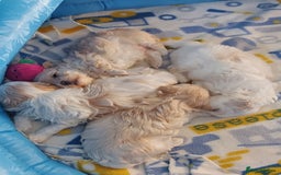 Maltipoo dogs for sale: Asian Teddy Toy Maltipoos  - Image 29