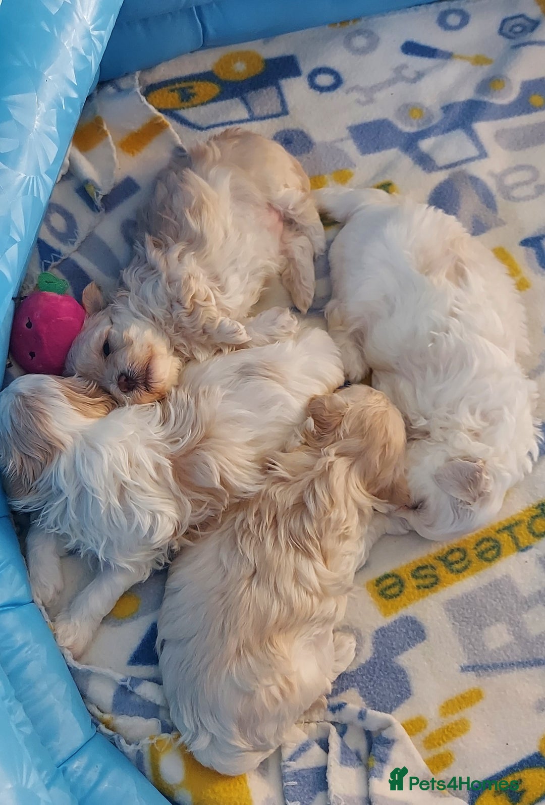 Maltipoo dogs for sale: Asian Teddy Toy Maltipoos  - Image 29