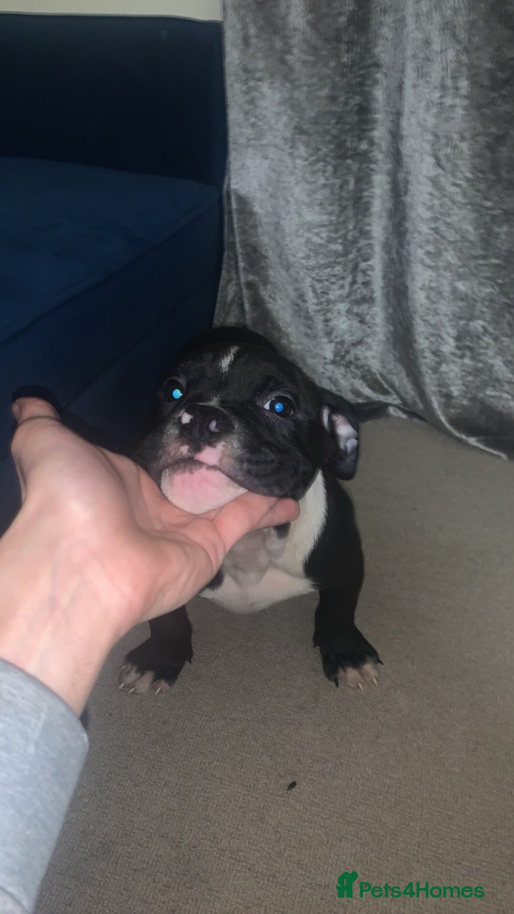 Olde English Bulldogge dogs Olde englsih bulldog puppy ready to leave  - Advert 5