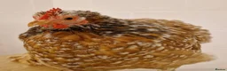 Chickens poultry for sale: Pekins various colours ages and sexes - Advert 8