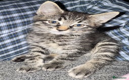 Mixed Breed cats for sale: Stunning kittens (3) - Image 10