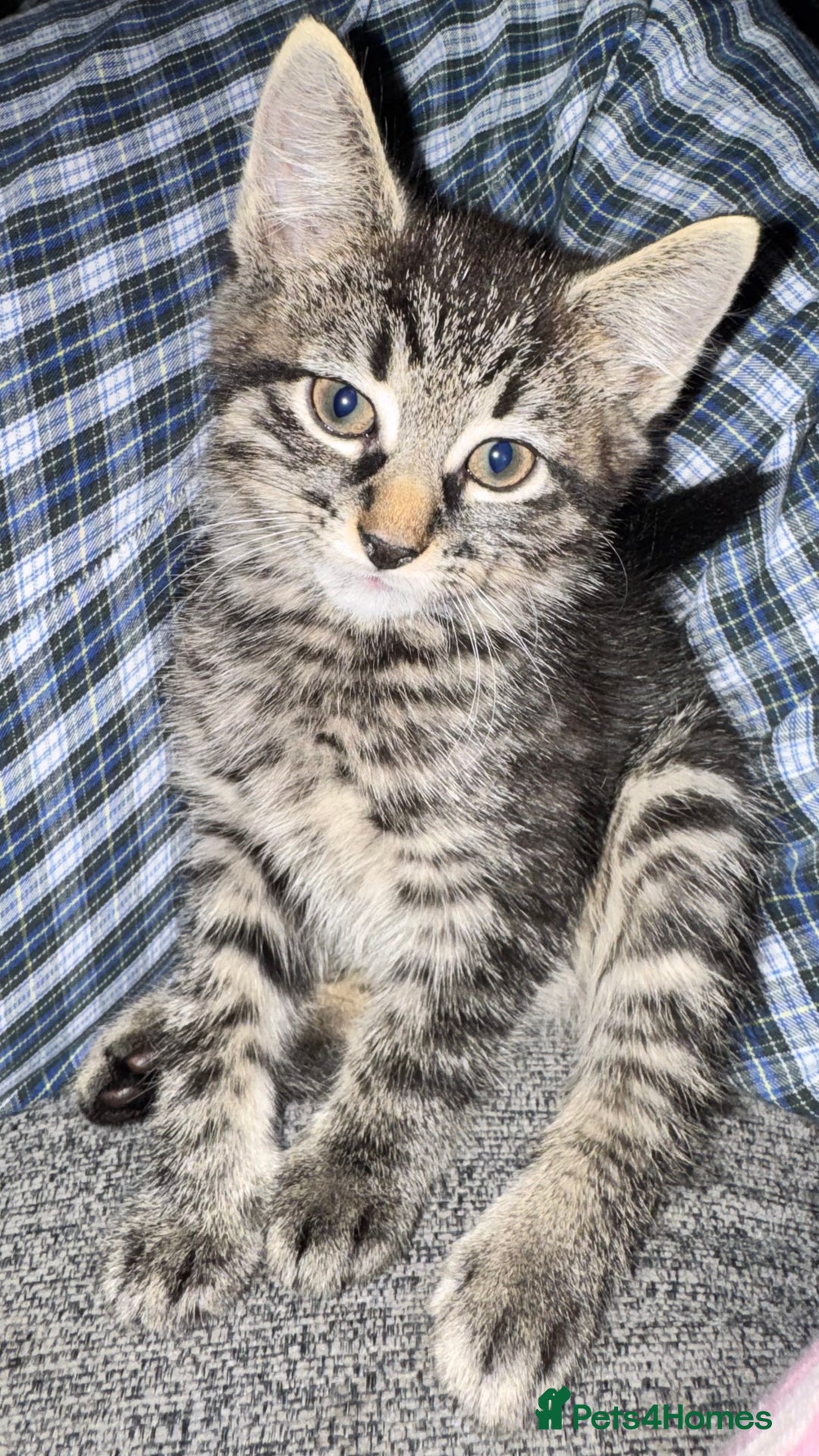 Mixed Breed cats for sale: Stunning kittens (3) - Image 10