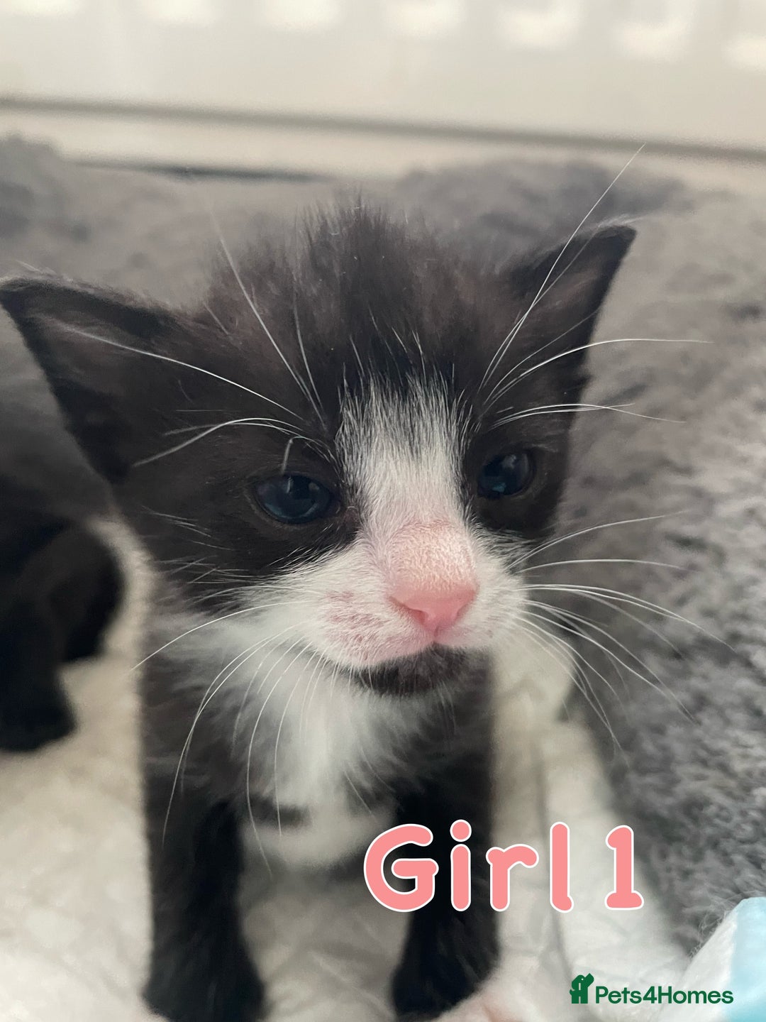 Mixed Breed cats for sale: 4 Beautiful Kitten - Advert 2