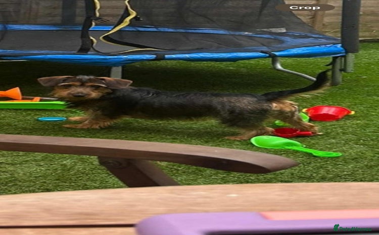 Dachshund dogs - Advert 7